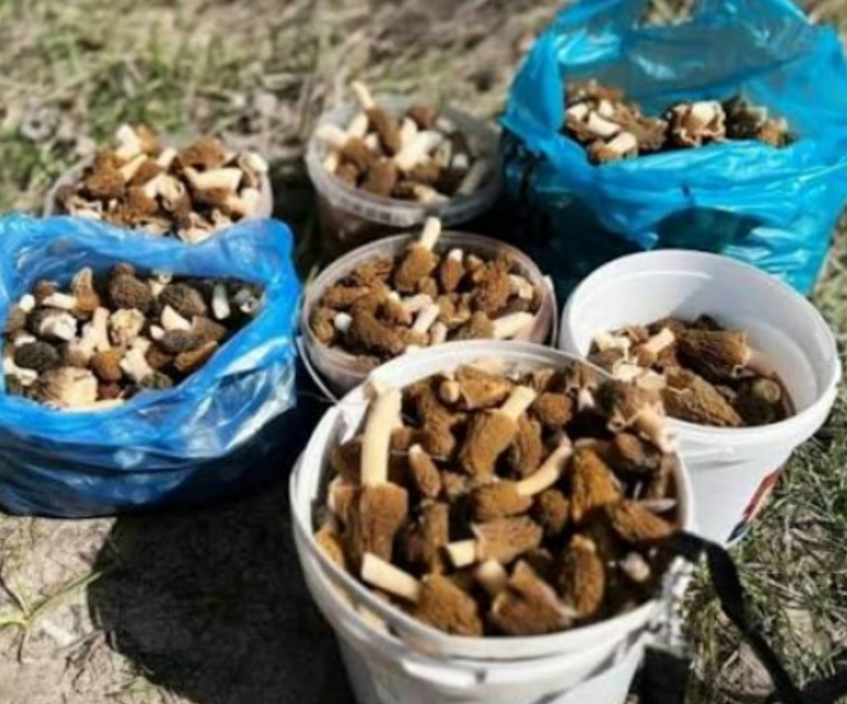 Саратовцы собрали первый урожай грибов